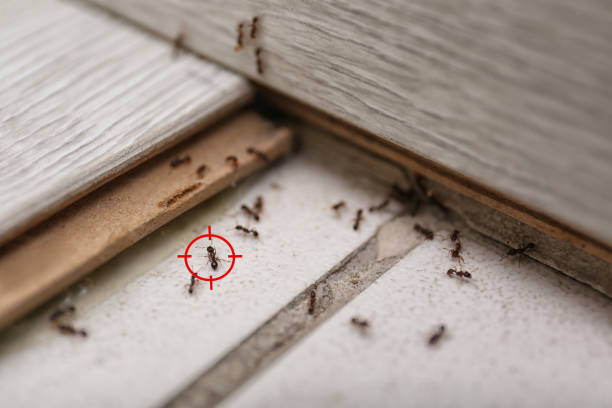 Best Pest Control for Homes  in Douglas, AZ