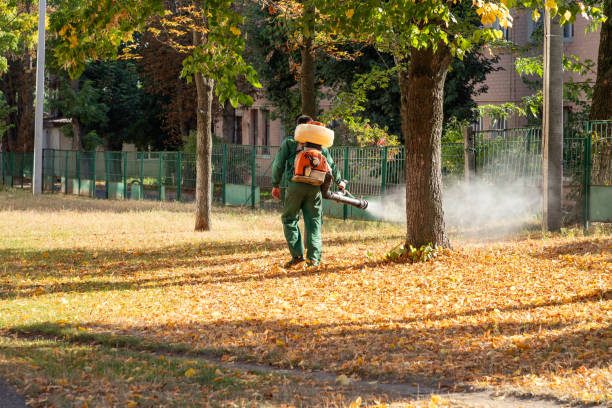 Best Flea Control Services  in Douglas, AZ