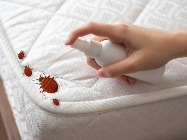 Best Insect Control  in Douglas, AZ