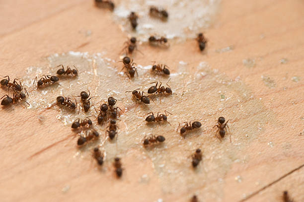 Best Pest Removal Services  in Douglas, AZ