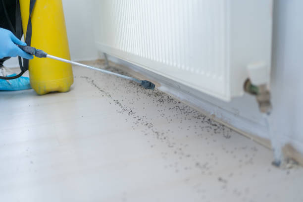 Best Termite Control Services  in Douglas, AZ